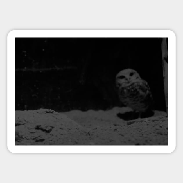 Halloween Owl in the Dark Sticker by 1Redbublppasswo